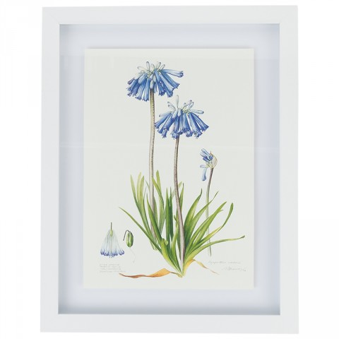 Framed Botanical Illustration Purple