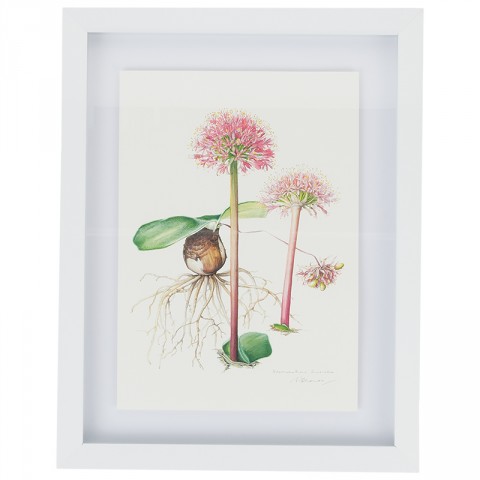 Framed Botanical Illustration Pink
