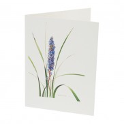 Botanical Card Aristea Major
