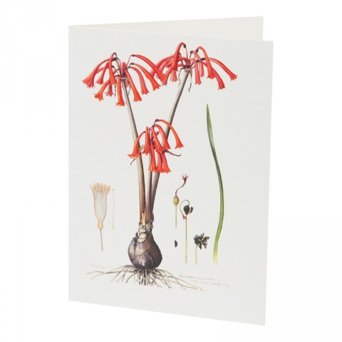 Botanical Card Cyrtathus Angustifolius