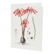 Botanical Card Cyrtathus Angustifolius