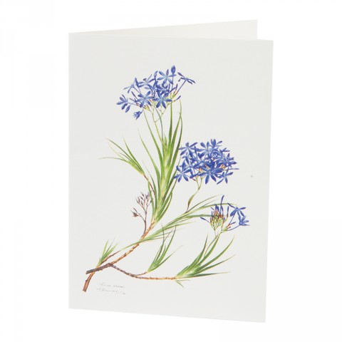 Botanical Card Nivenia Stokoei