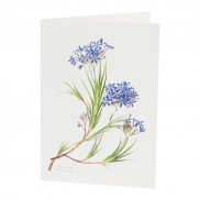 Botanical Card Nivenia Stokoei