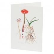Botanical Card Haemanthus Caniliculatus